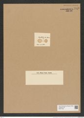 Auliscus reticulatus Grev. (de-Toni-Nr.: Genus 171, Species 4381) Zeichnungen Sammlung Grunow Nr. 7948 (NHMW-BOT-W0377232)
